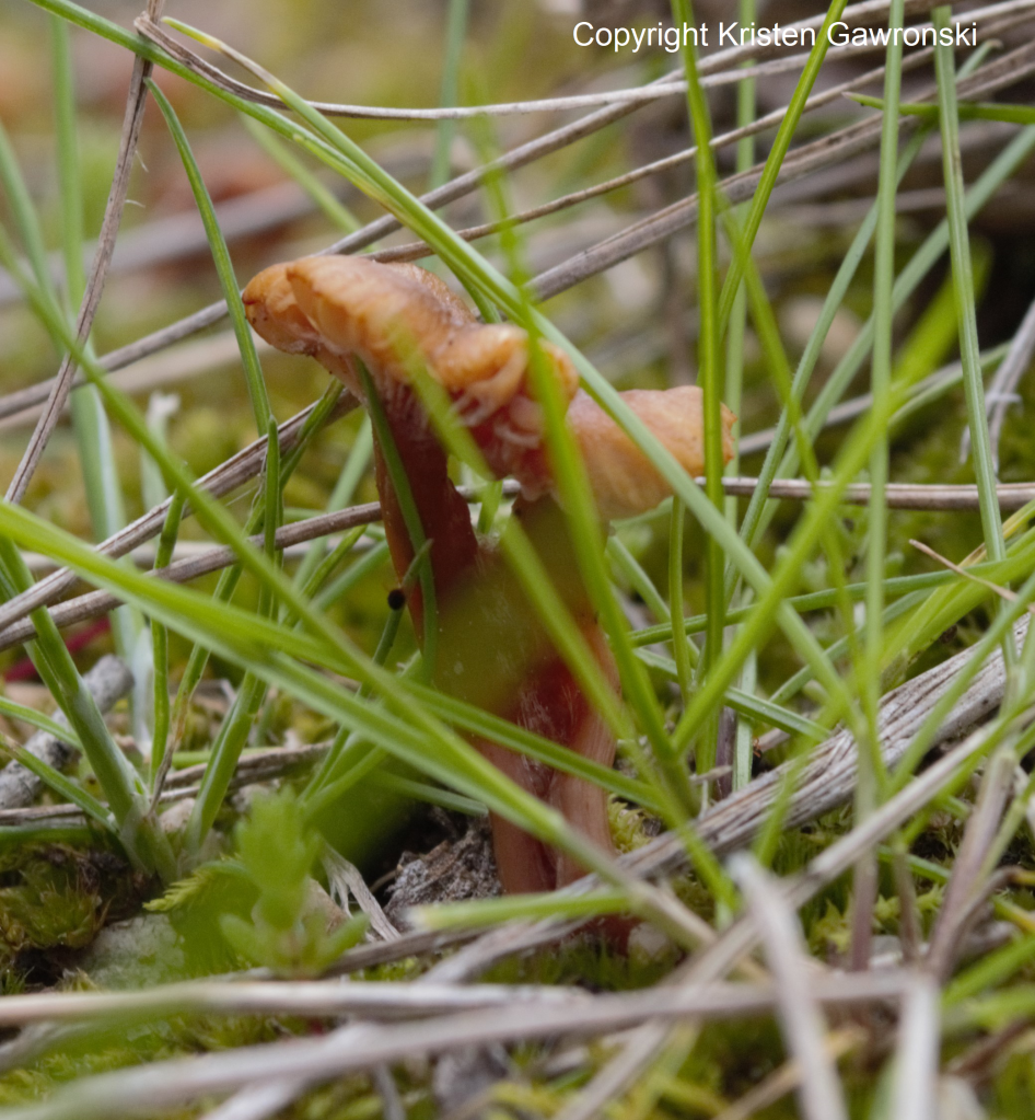 Mini Mushrooms photograph - Copyright Kristen Gawronski